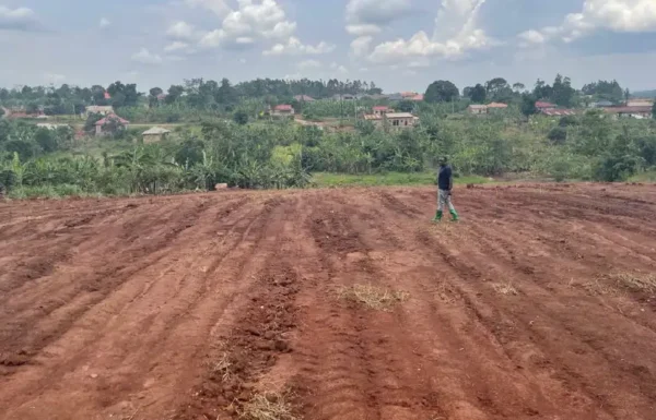Kiwologoma-land-new-01