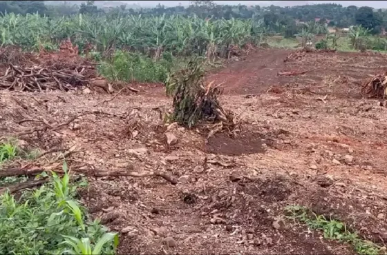 Muringi Omu Nakasajja Land Listing