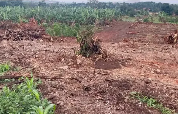 Muringi-Omus Nakasajja-14