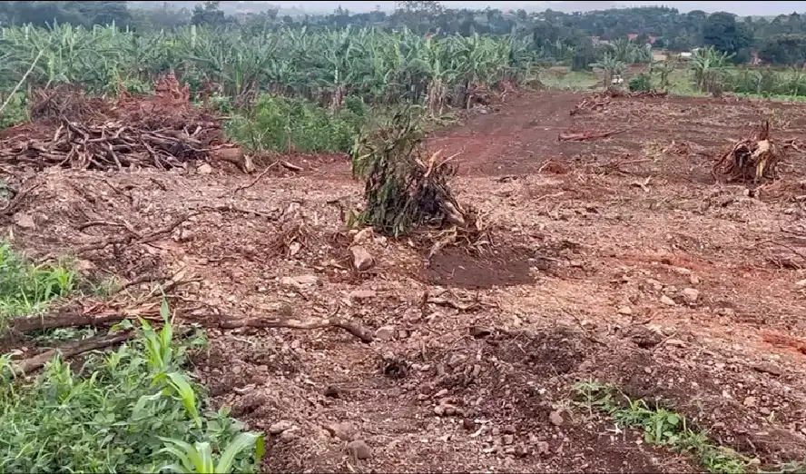 Muringi-Omus Nakasajja-14